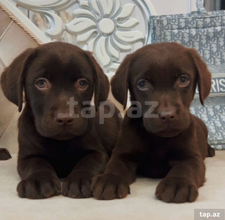 Labrador balaları (25)