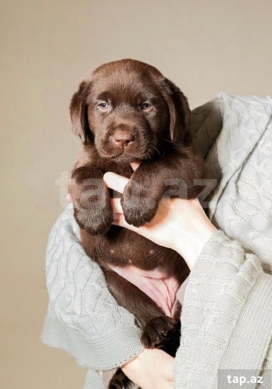 Labrador balaları (38)