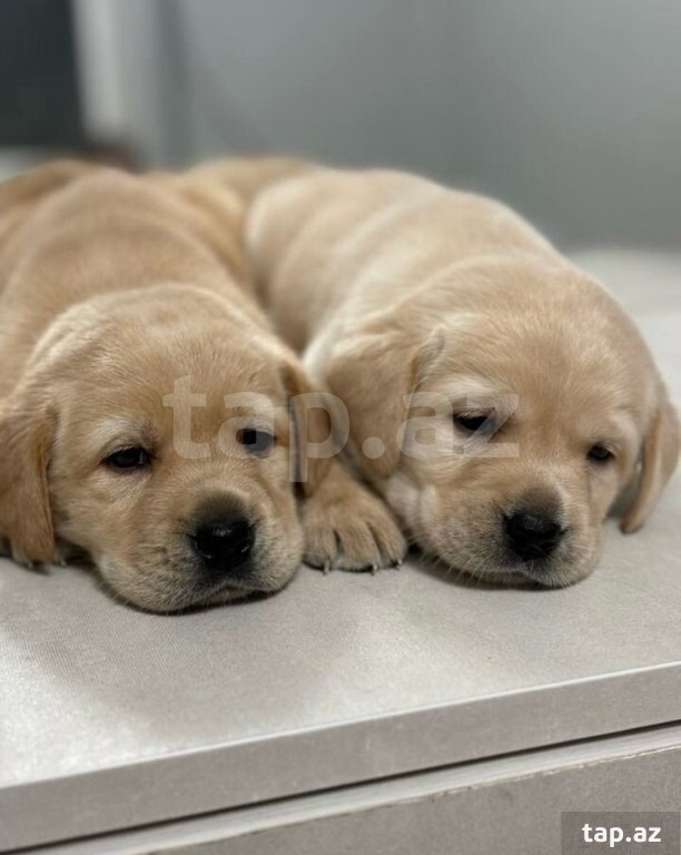 Labrador balaları (39)