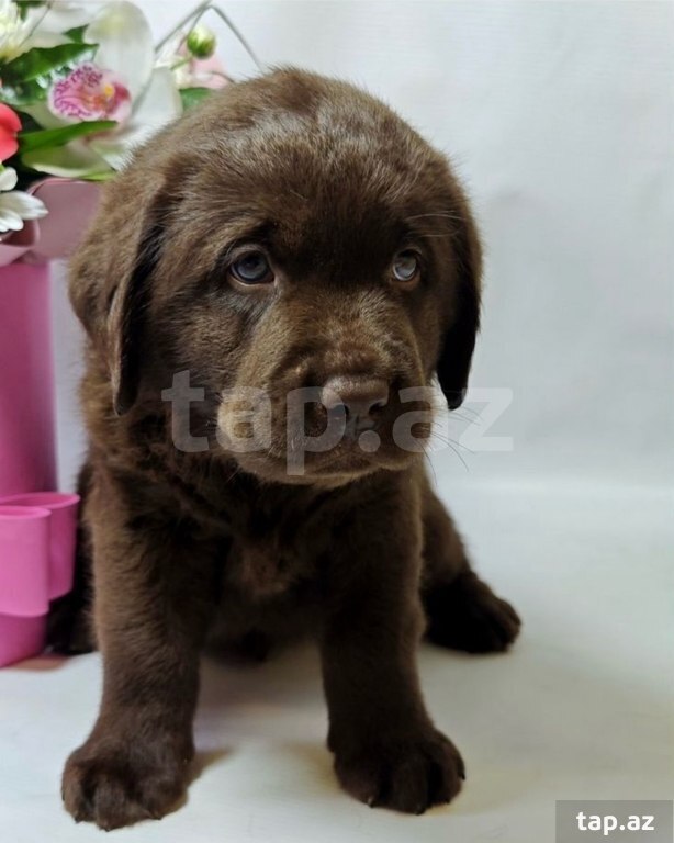 Labrador balaları (35)
