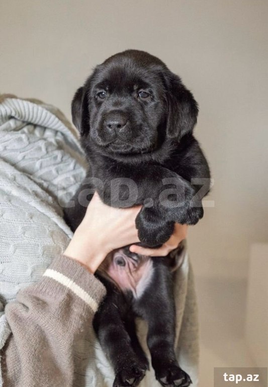 Labrador balaları (37)