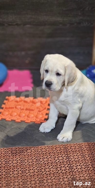 Labrador balaları (5)
