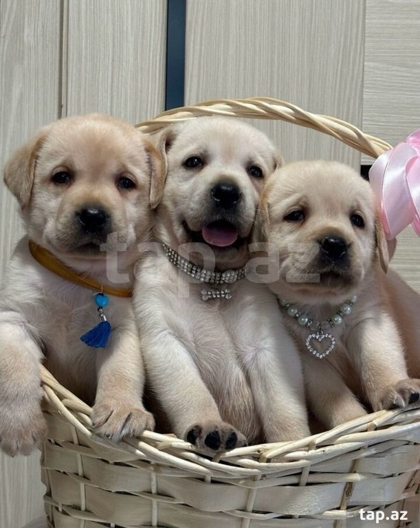Labrador balaları (36)