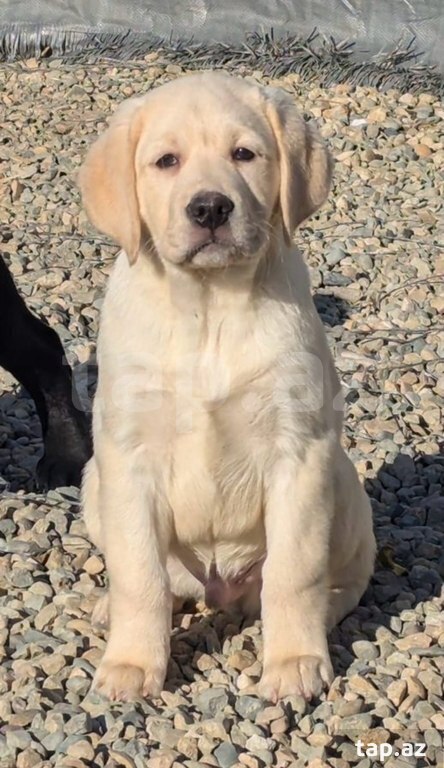 Labrador balaları (33)