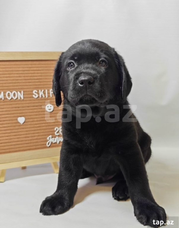 Labrador balaları (34)