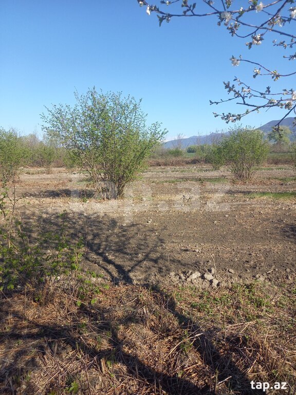 84 sot torpaq sahəsi, Şəki r.
