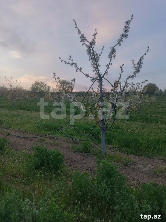1.22 sot torpaq sahəsi, Quba r.