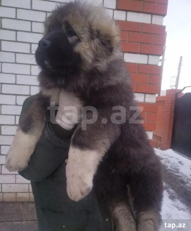 Qafqaz ovçarkası (6)