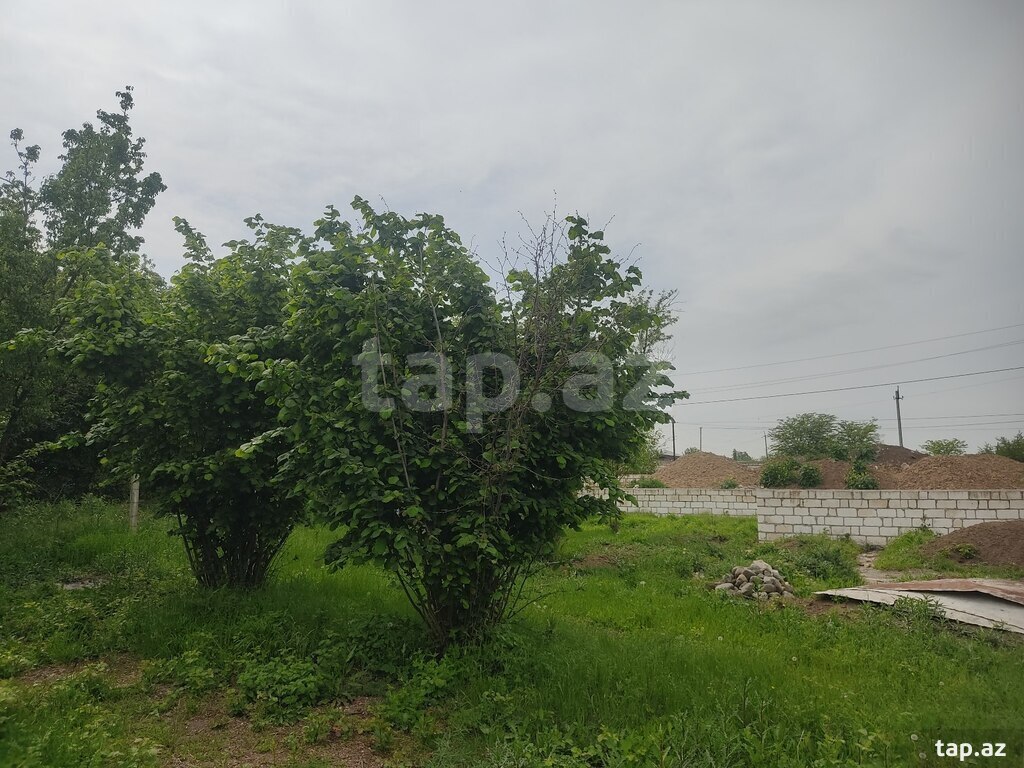 8 sot torpaq sahəsi, Qazax r. (17)