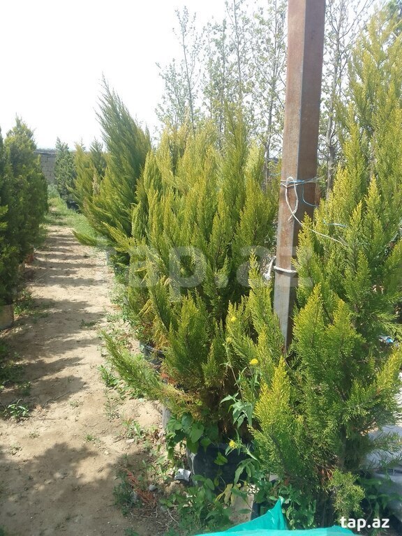 Şam ağacları (10)