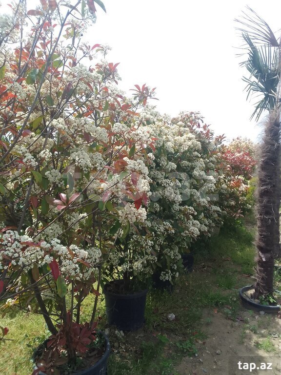 Şam ağacları (33)