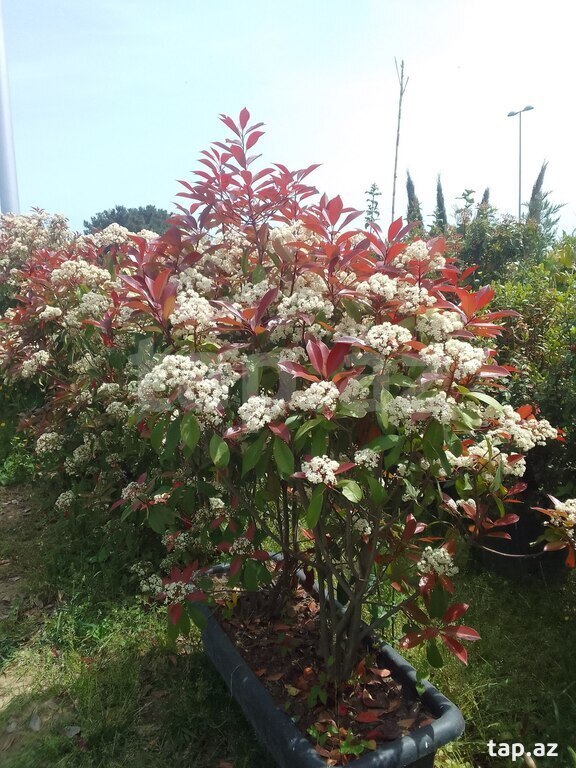 Şam ağacları (36)