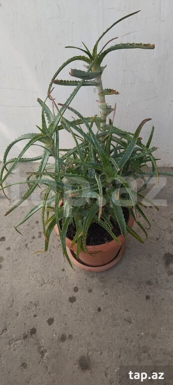Aloe Vera gülü (5)