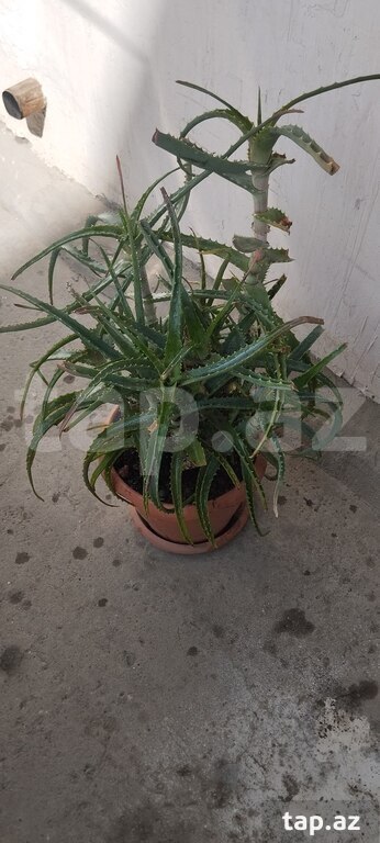 Aloe Vera gülü (3)