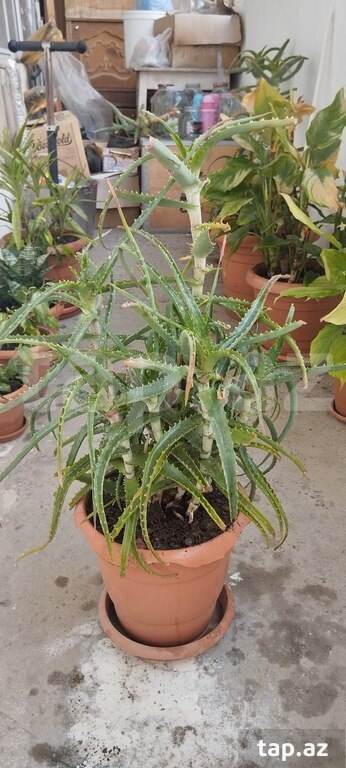 Aloe Vera gülü (2)