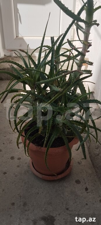 Aloe Vera gülü