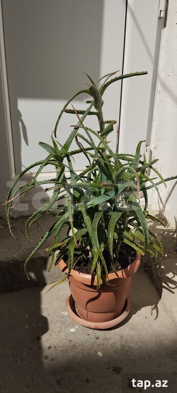 Aloe Vera gülü (4)