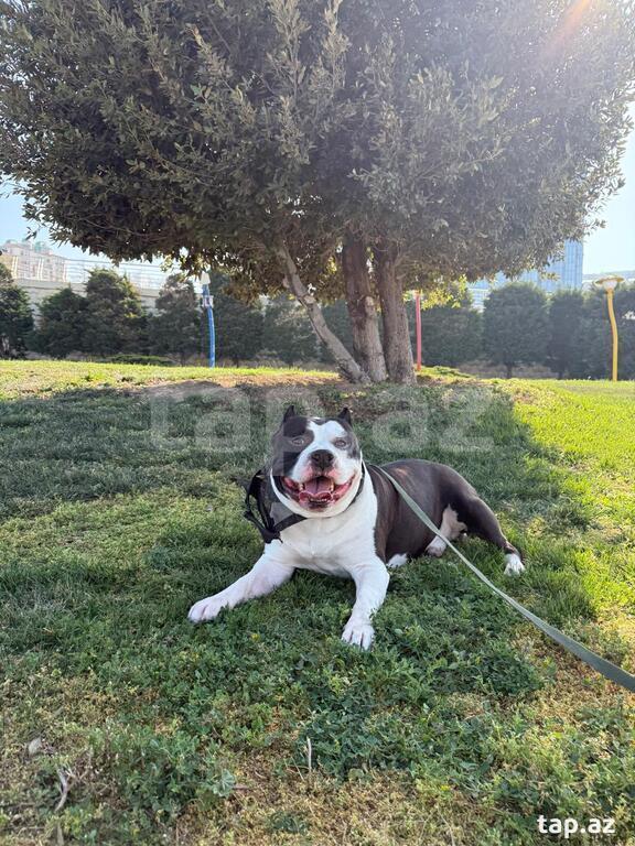 Amstaff pitbul (cütləşdirmək üçün)