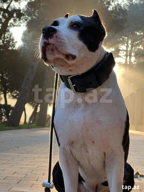 Amstaff pitbul (cütləşdirmək üçün) (2)