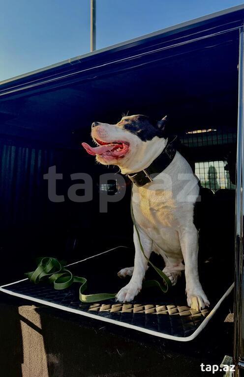 Amstaff pitbul (cütləşdirmək üçün) (3)