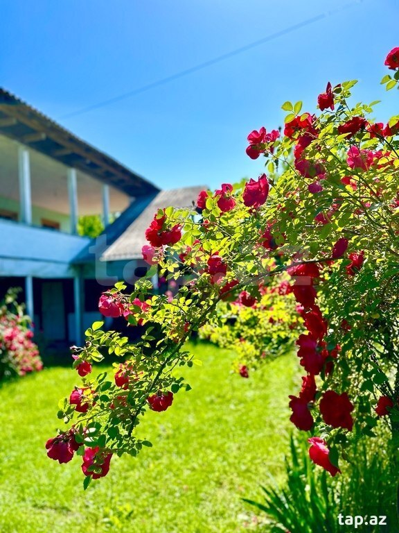 Bağ evi, Oğuz r.