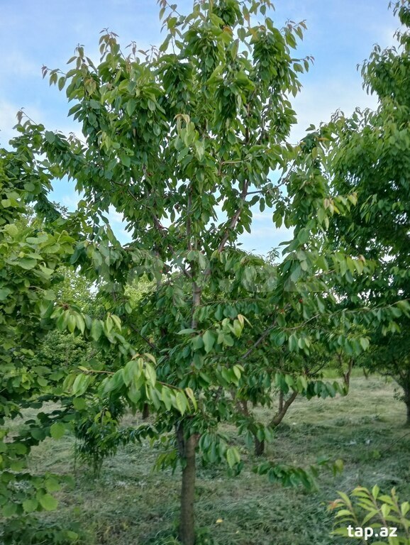 50 sot torpaq sahəsi, Xaçmaz r. (3)
