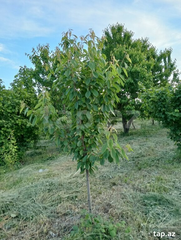 50 sot torpaq sahəsi, Xaçmaz r. (10)