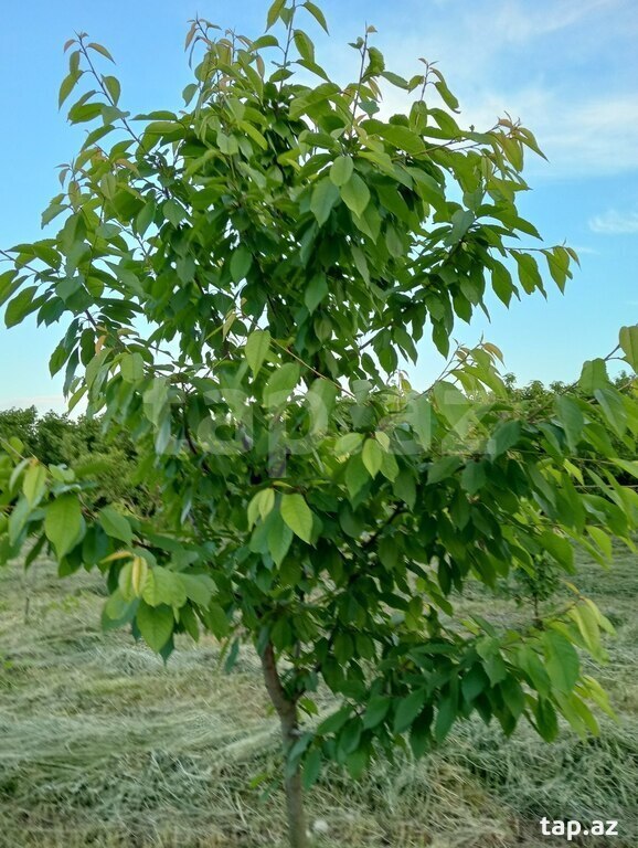 50 sot torpaq sahəsi, Xaçmaz r. (13)