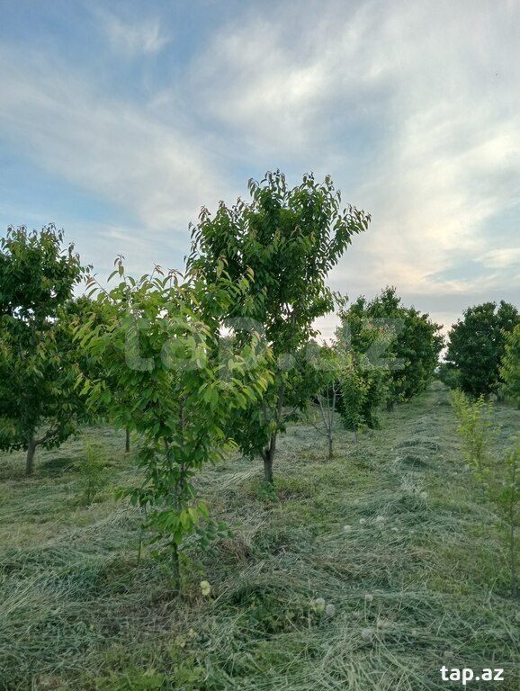 50 sot torpaq sahəsi, Xaçmaz r. (17)