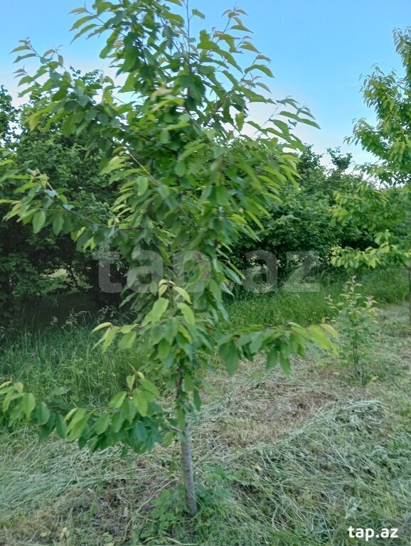 50 sot torpaq sahəsi, Xaçmaz r. (19)