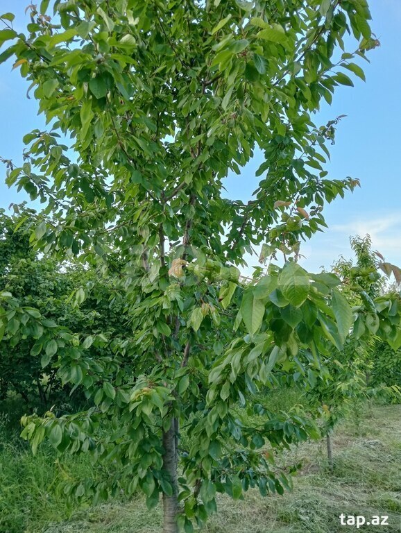 50 sot torpaq sahəsi, Xaçmaz r. (22)