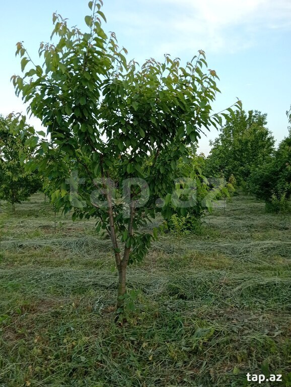 50 sot torpaq sahəsi, Xaçmaz r. (21)