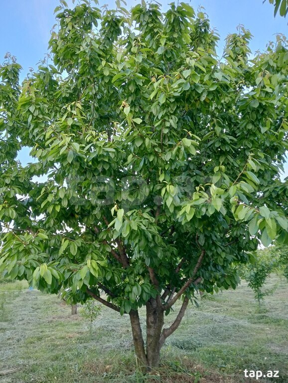 50 sot torpaq sahəsi, Xaçmaz r. (23)