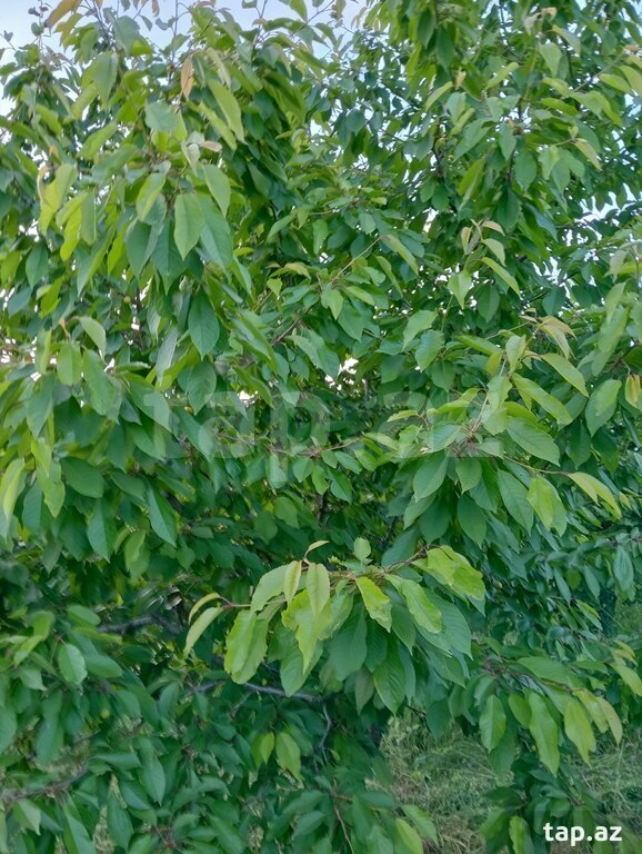 50 sot torpaq sahəsi, Xaçmaz r. (25)