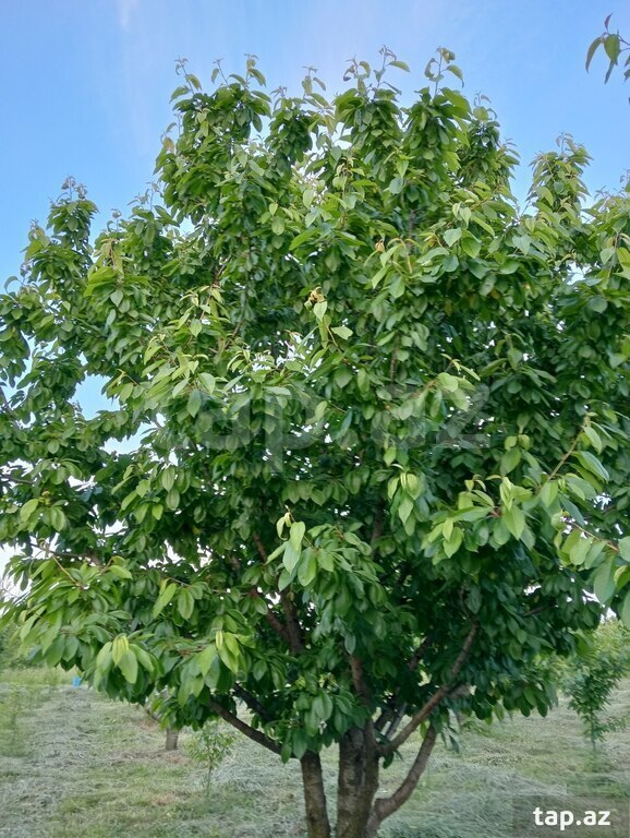 50 sot torpaq sahəsi, Xaçmaz r. (24)