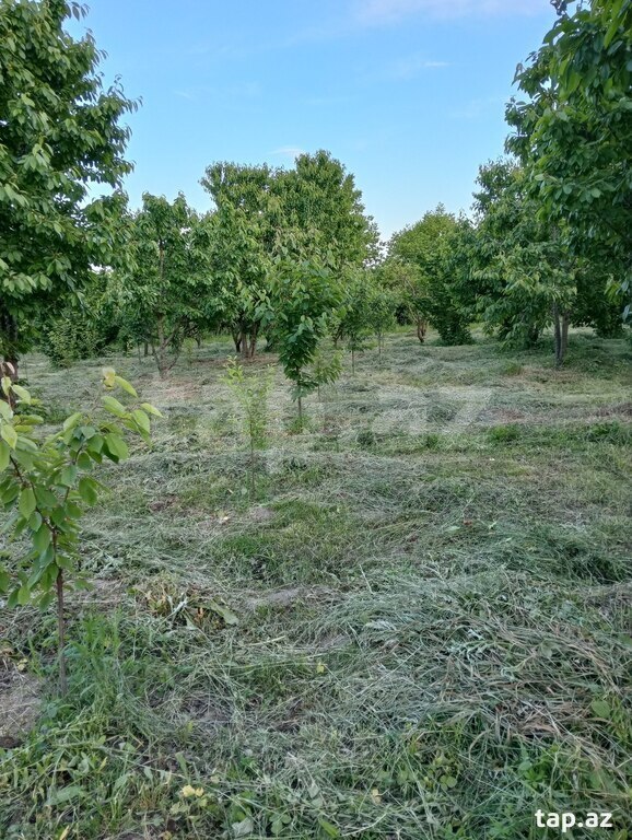 50 sot torpaq sahəsi, Xaçmaz r. (27)