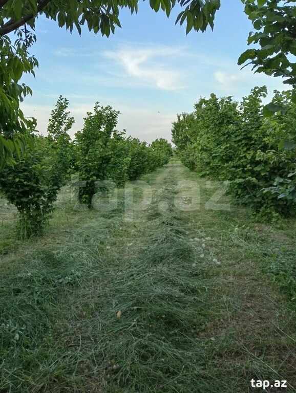 50 sot torpaq sahəsi, Xaçmaz r. (31)