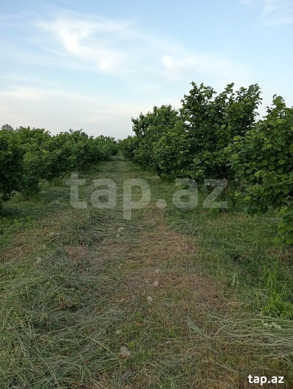 50 sot torpaq sahəsi, Xaçmaz r. (35)