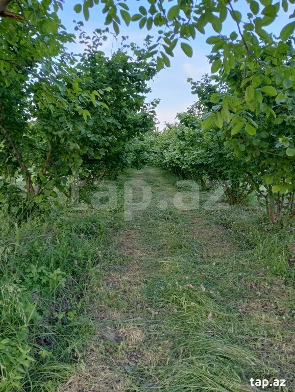 50 sot torpaq sahəsi, Xaçmaz r. (34)