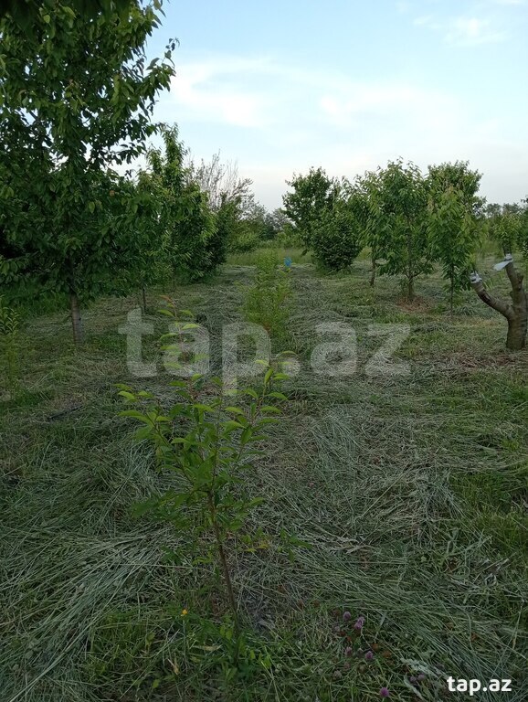 50 sot torpaq sahəsi, Xaçmaz r. (37)