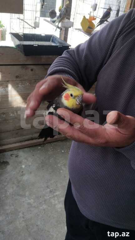 Tutuquşu korella
