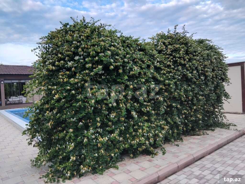 Bağ evi kirayə verilir, Türkan qəs. (21)