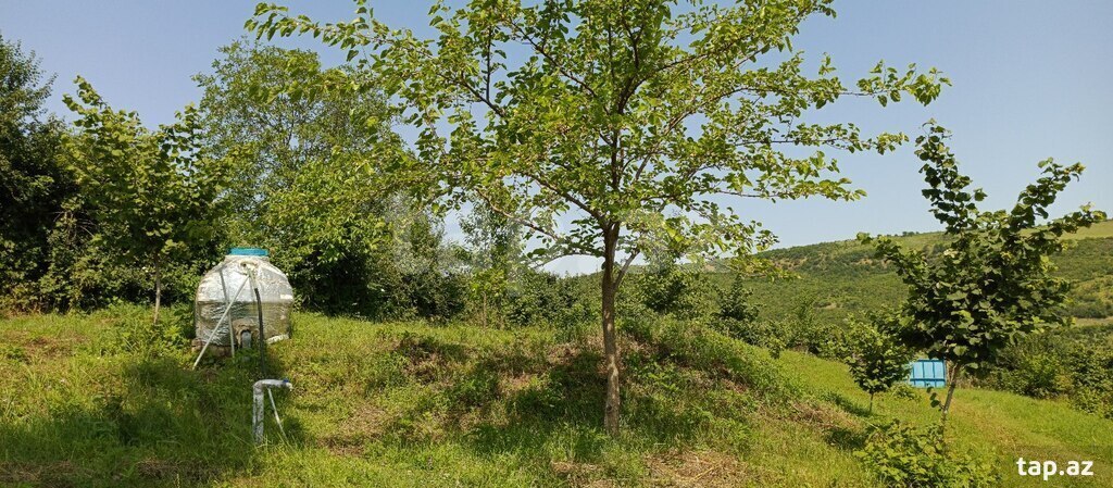 12 sot torpaq sahəsi, Quba r. (5)