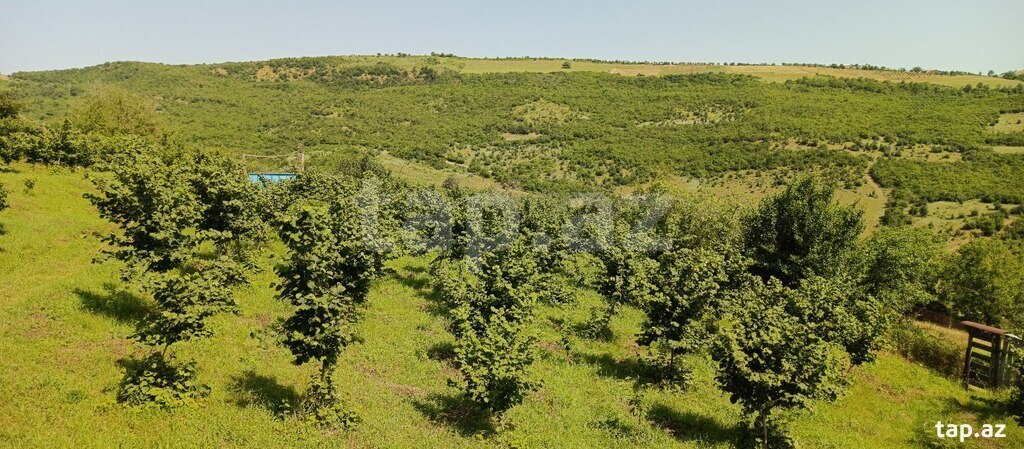 12 sot torpaq sahəsi, Quba r. (9)