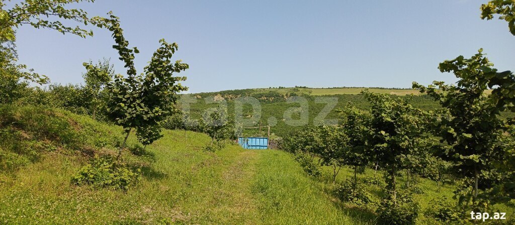 12 sot torpaq sahəsi, Quba r. (7)