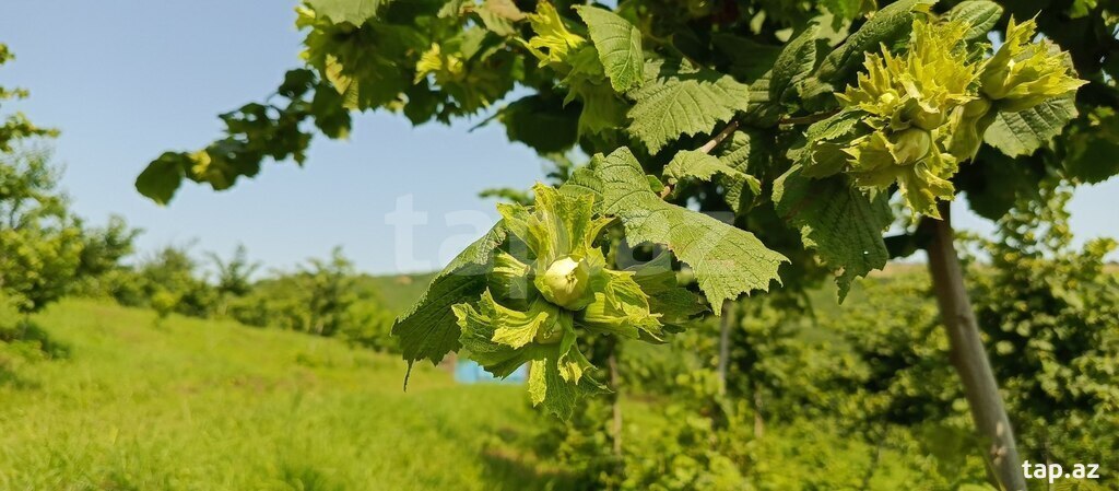 12 sot torpaq sahəsi, Quba r. (8)