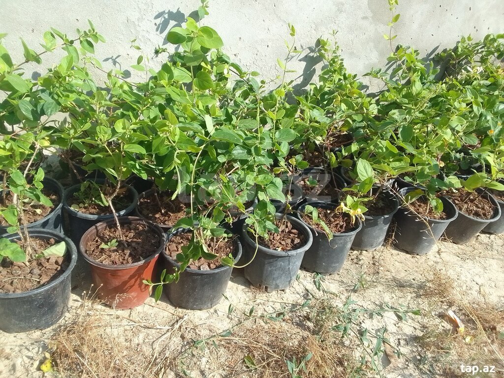 Jasmin sarmaşıq (8)