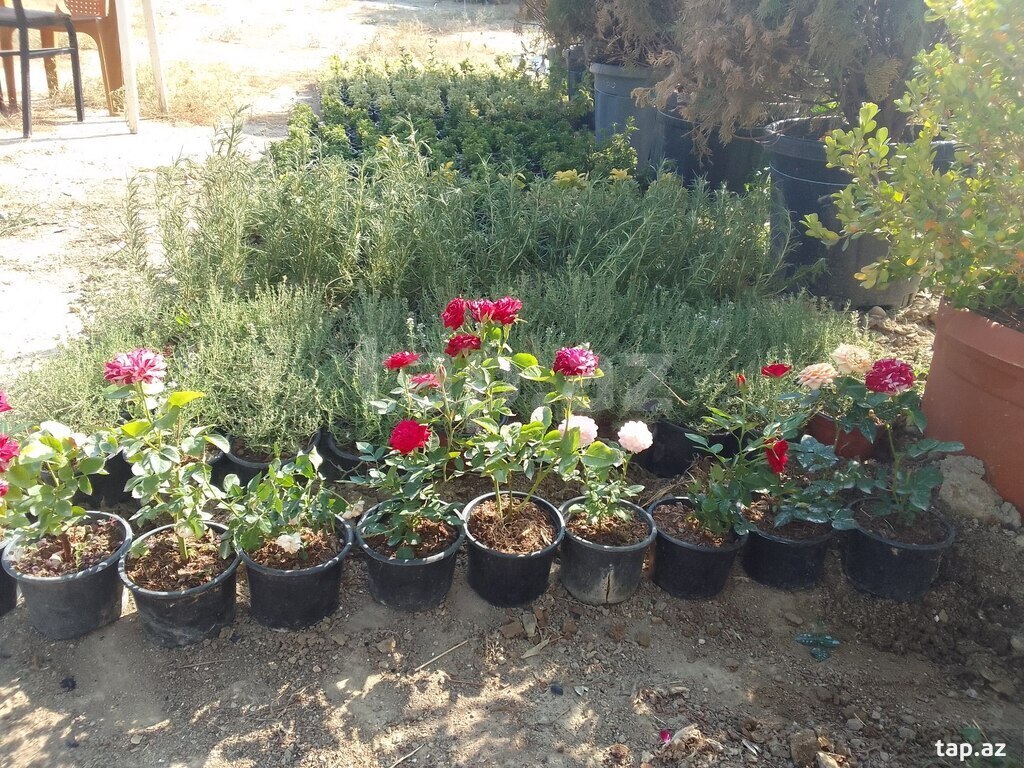 Həmişəyaşıl şümşad (35)