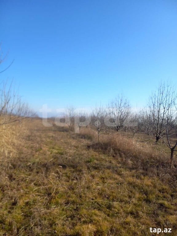 Obyekt, Buzovna qəs. (2)