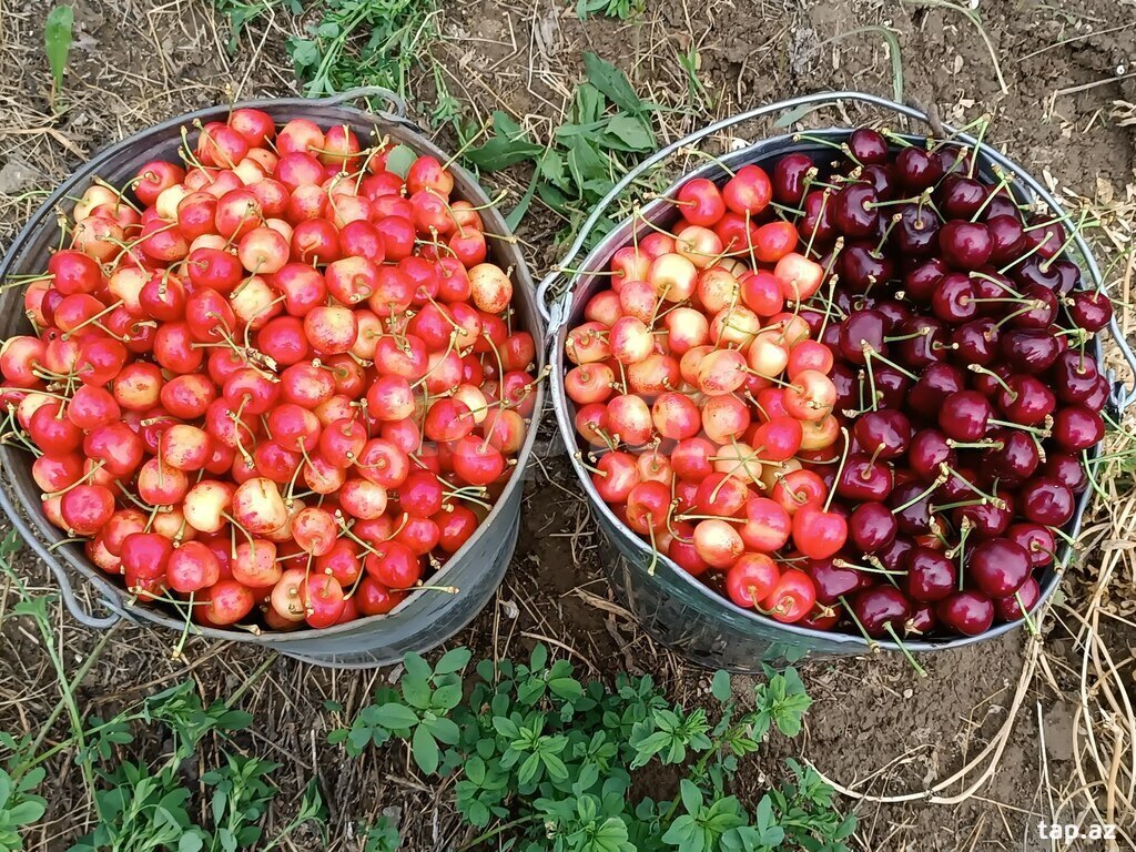 1.22 sot torpaq sahəsi, Quba r. (3)